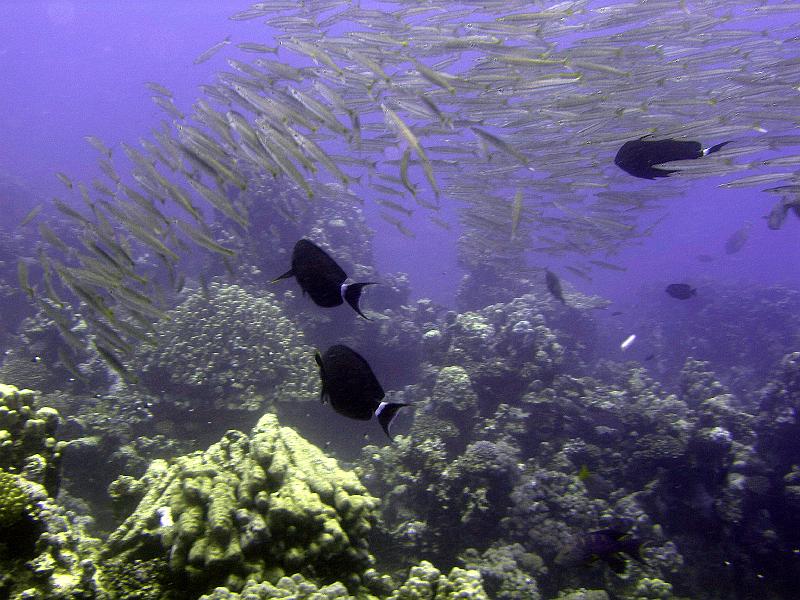 MANGROVE 07  2008 179.jpg